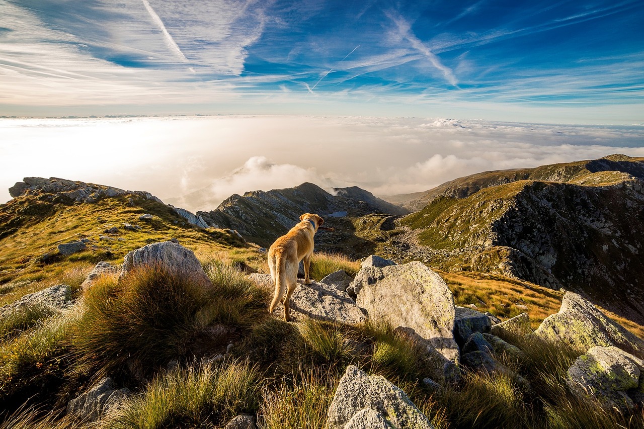 Traveling with Dogs - Essential Training Tips